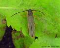 Oberea histrionis