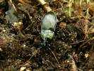 Abax parallelus parallelus