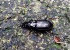 Pterostichus oblongopunctatus