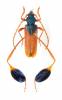 Phyllocnema mirifica triangularis