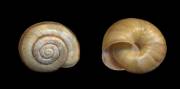 Faustina rossmaessleri