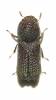 Dinoderopsis serriger