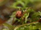 Theridiosoma gemmosum - křižáček pobřežní
