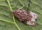 Apotomis capreana