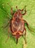 Valgus canaliculatus