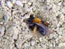 Andrena clarkella