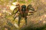 Scotina gracilipes