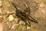 Scotina gracilipes - zápředka mechová