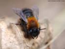 Andrena clarkella