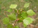 Betula oycoviensis - bříza ojcovská