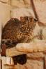 Pardofelis marmorata - kočka mramorovaná