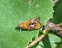 Olethreutes arcuella - obaleč zdobený