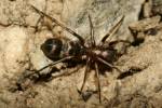 Micaria formicaria - mikarie mravencovitá