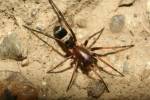 Micaria formicaria - mikarie mravencovitá