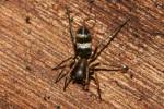Micaria formicaria - mikarie mravencovitá
