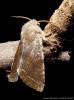 Orthosia incerta - jarnice březnová