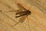 Sciapus platypterus