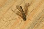 Sciapus platypterus