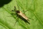 Chaoborus crystallinus