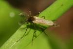 Chaoborus crystallinus