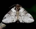 Drymonia obliterata - hřbetozubec tmavoúhlý