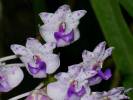 Rhynchostylis retusa