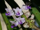 Rhynchostylis retusa