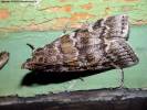 Dioryctria sylvestrella - zavíječ pryskyřičný