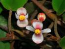 Begonia elaeagnifolia