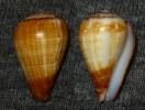 Conus anabelae