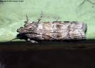 Dioryctria sylvestrella - zavíječ pryskyřičný