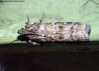 Dioryctria sylvestrella - New Pine Knot-horn