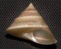 Calliostoma tranquebaricum