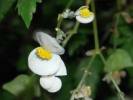 Begonia sonderiana