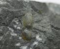 Phalacroma bibullatum
