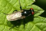 Hydrotaea diabolus