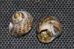 Gibbula cicer