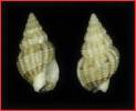 Tritia incrassata