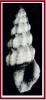 Carinodrillia buccooensis