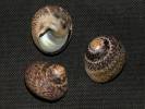 Gibbula cicer