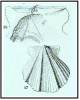 Mesopeplum fenestratum