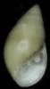 Ovatella firminii