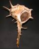 Bolinus cornutus - ostranka rohatá