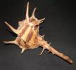 Bolinus cornutus - ostranka rohatá