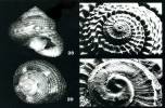 Clanculus pini