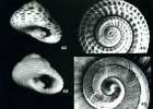 Clanculus santamariae