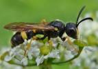 Cerceris sabulosa - uzlatka písčinná