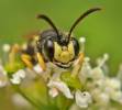 Cerceris sabulosa - uzlatka písčinná