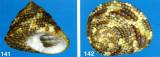 Clanculus guineensis