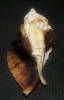 Jaton decussatus